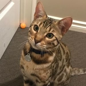 Meet your Posher, Carter